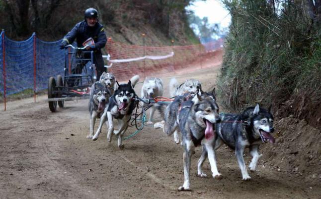 Campeonato Vasco Navarro de Mushing Tierra
